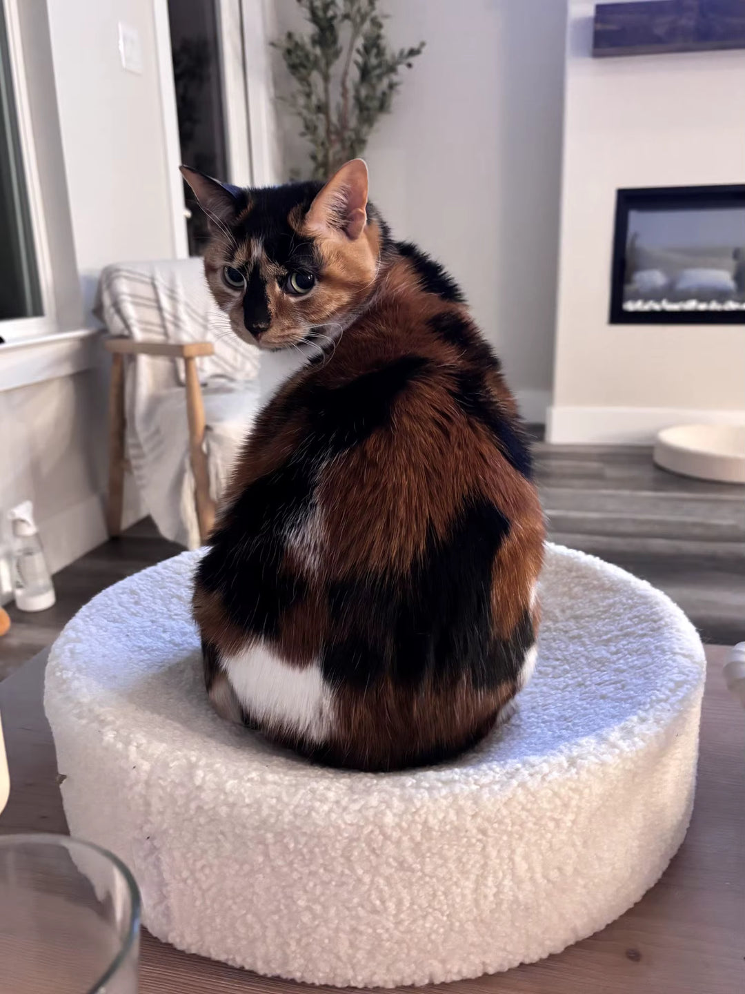 Kip Cat Bed